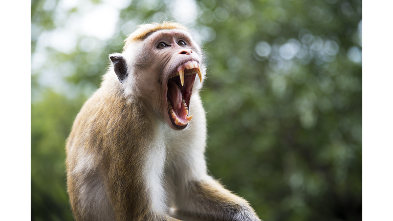 Close-up of macaque yawning while sitting outdoors,Sigiriya,Sri Lanka