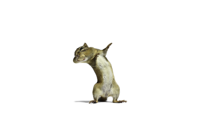 Dancing Chipmunk