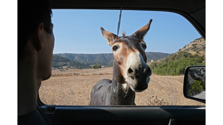 CYPRUS-NATURE-ANIMAL-DONKEY