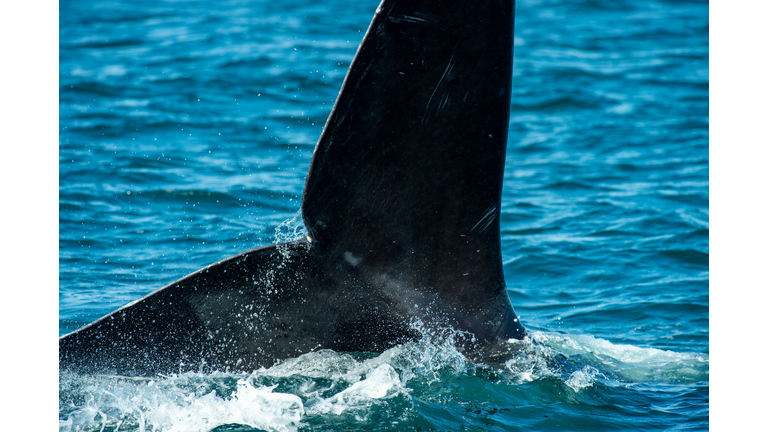 TOPSHOT-US-ENVIRONMENT-CONSERVATION-RIGHT-WHALES