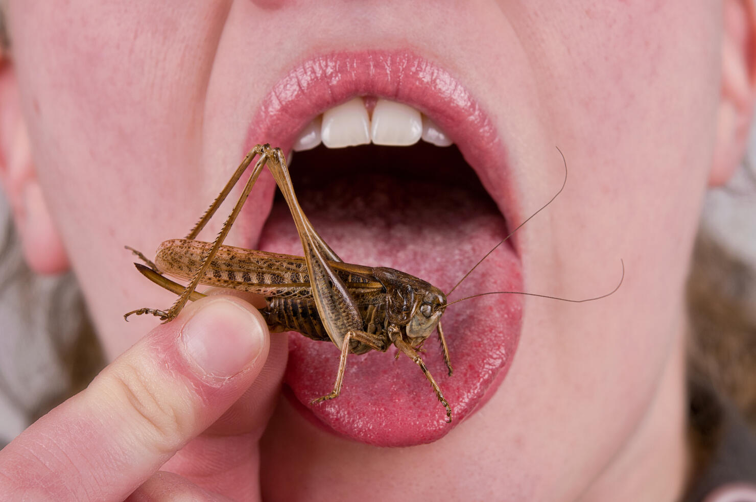 bug in mouth