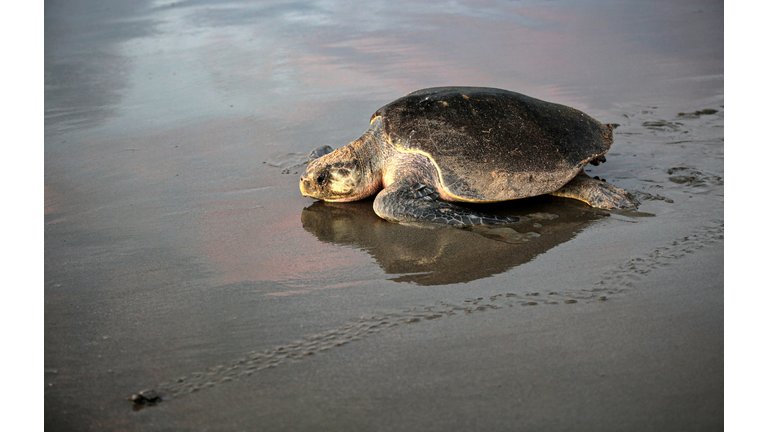 Sarasota County beaches are home to the largest population of nesting sea turtles on Florida's Gulf Coast from May 1 through Oct. 31.. In Fact the first nest of the season, has already been spotted on Longboat Key, a little early in the season.