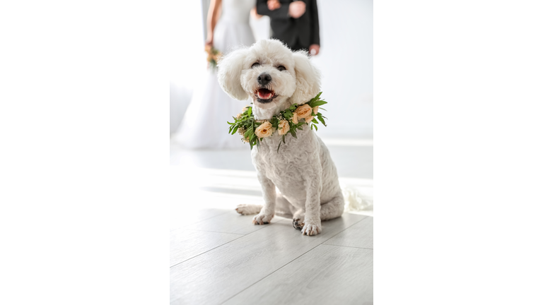 Adorable Bichon wearing wreath made of beautiful flowers on wedding