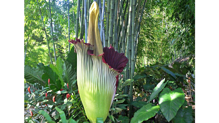 Corpse Flower (Amorphophallus titanum) - rare flower known for it's putrid smell