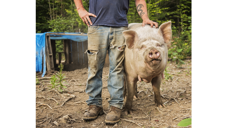 USA, Maine, Knox, Farmer stroking pig