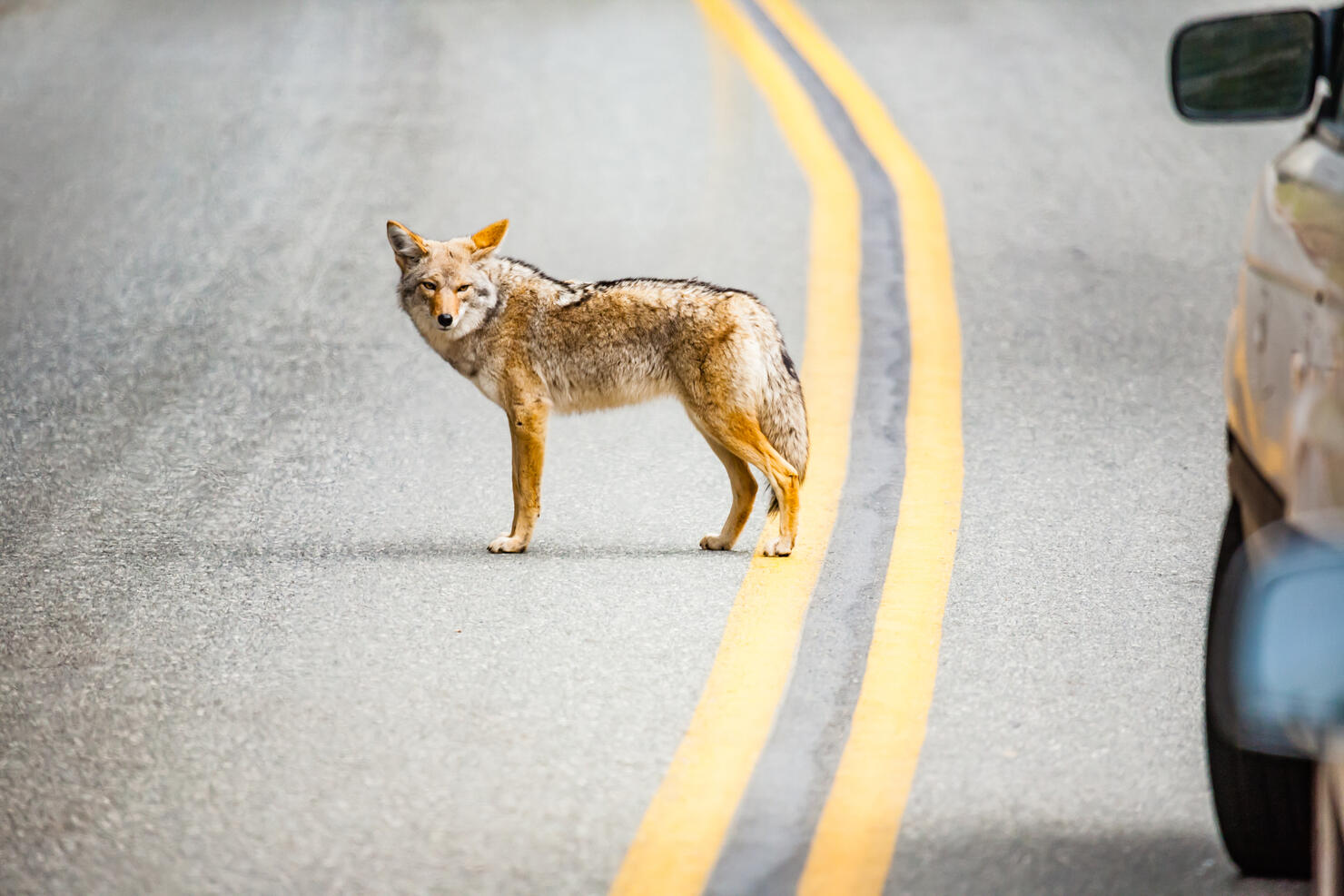 Coyote in Sequoia national park