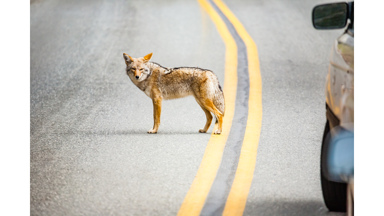 Coyote in Sequoia national park