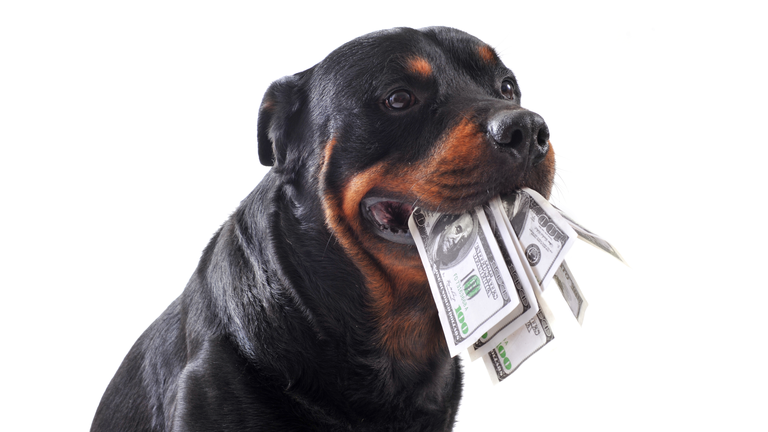 rottweiler and dollars