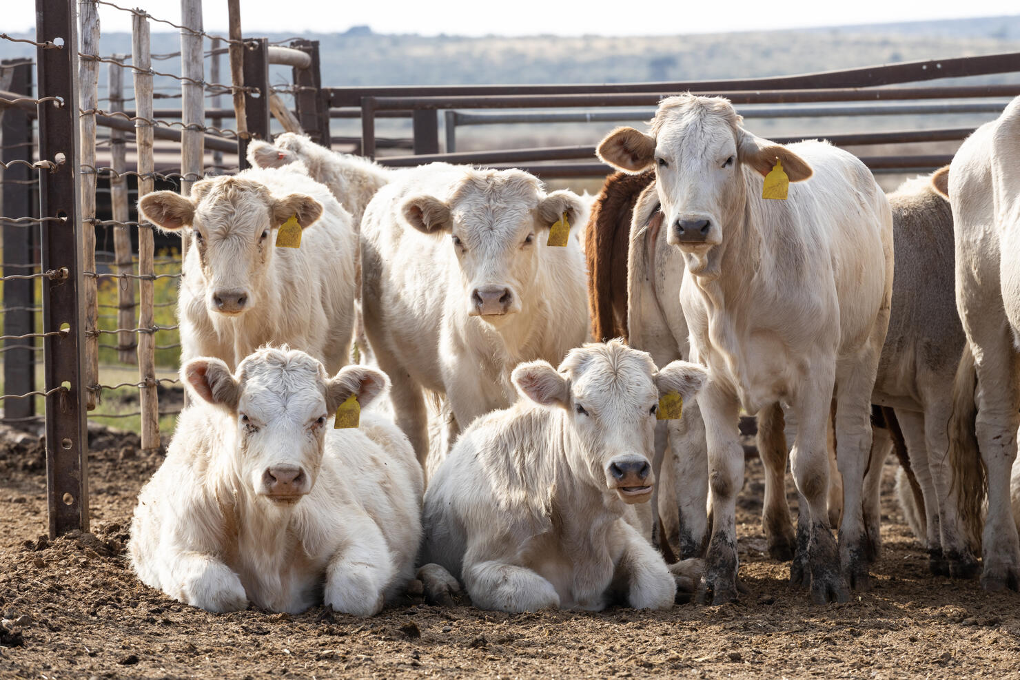 Beef cattle in a feedlot or feedyard