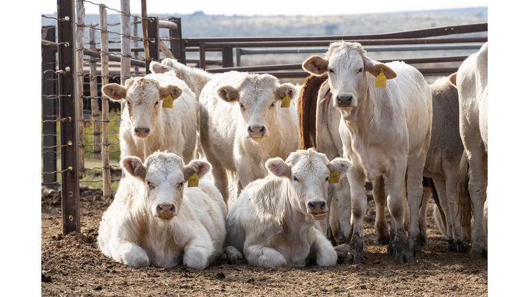 Beef cattle in a feedlot or feedyard