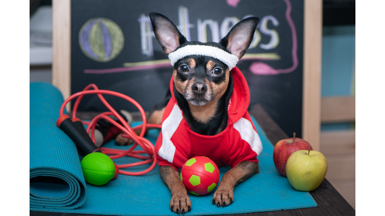 Dog personal trainer  concept . Fitness and healthy lifestyle for pet.   Dog ​​in sportswear in training