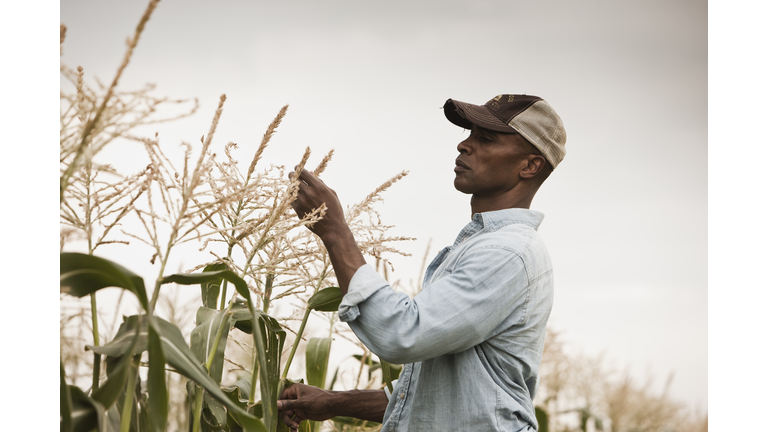 African American farmer tending crops