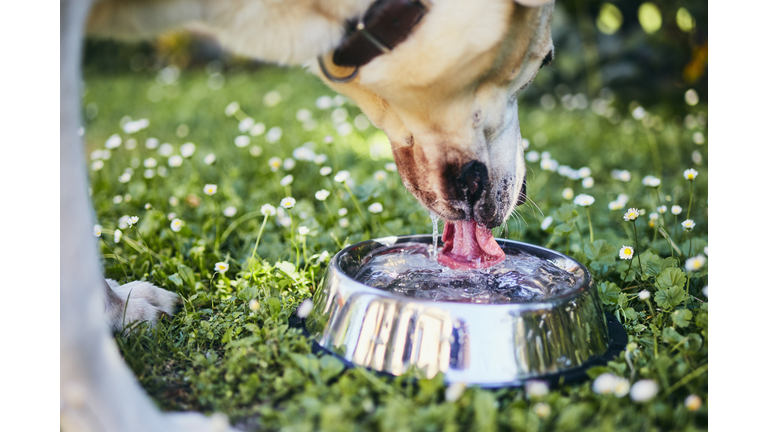 Dog drinking water from bowl