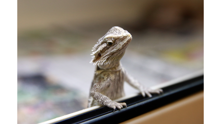RSPCA Reveal The Exotic Pets They Rescue