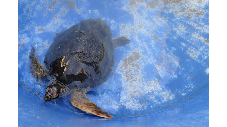 ITALY-SEA-NATURE-TURTLE