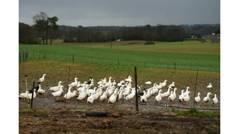 FRANCE-AGRICULTURE-LIVESTOCK-ANIMALS-VIRUS-HEALTH