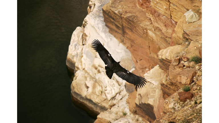 Endangered Condors Threatened With Lead Poisoning