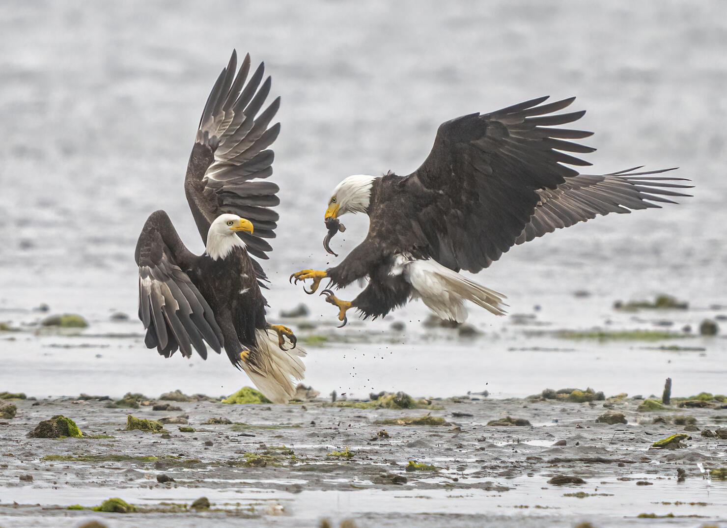 Bald Eagles Fighting Over a Fish