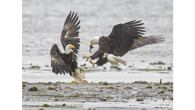 Bald Eagles Fighting Over a Fish