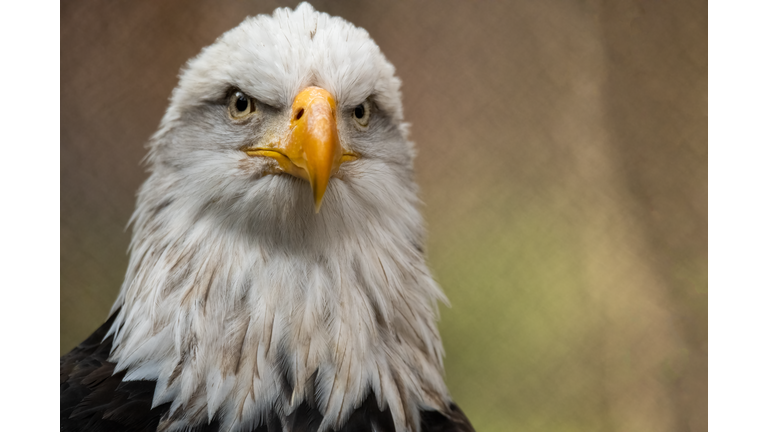 Close up eagles head