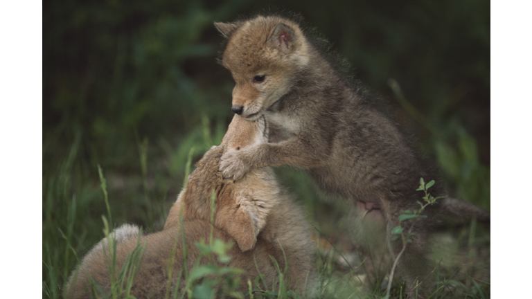 Coyote Puppies Wrestling (Canis Latrans)