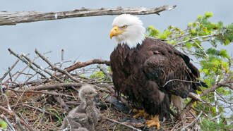 LIVE CAM: The World Watches as Bald Eagle Chicks Hatch