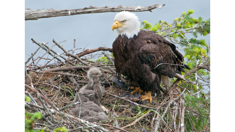 Bald Eagle Nest with 2 Chicks - 3 Weeks Old