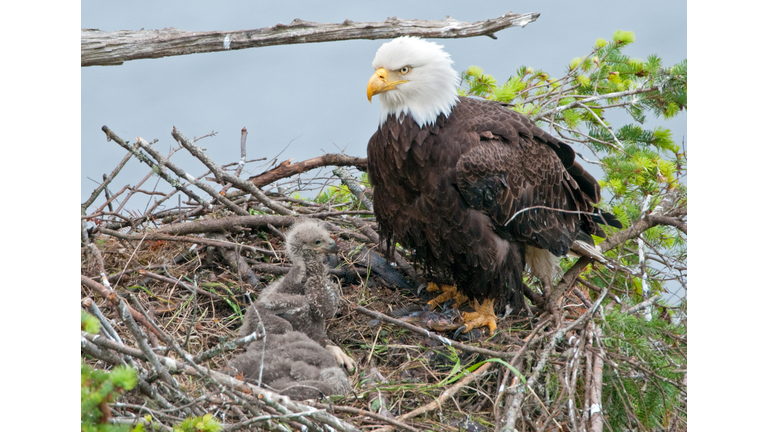 WATCH: Baby Eagle Gets Rescued And Put Back In Nest Safely After Fall |   KISS FM