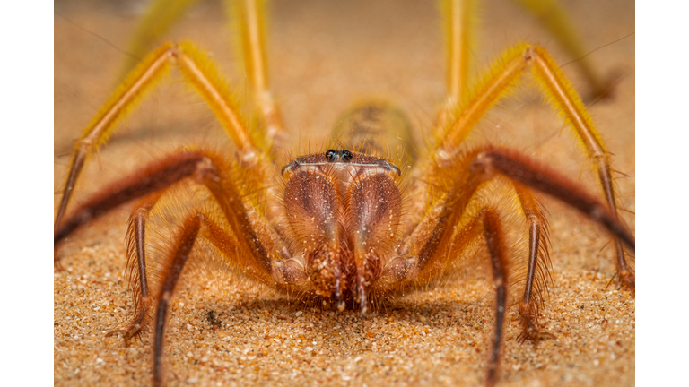 Camel spider