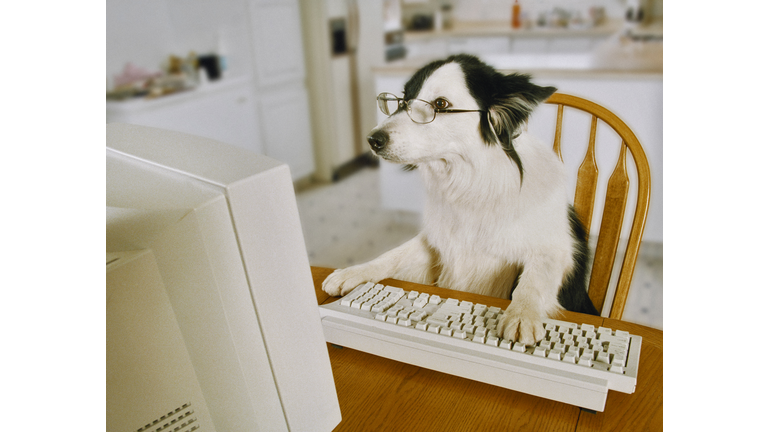 Border Collie Wearing Glasses Sitting at a Table With His Paw on a Keyboard