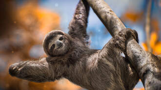 Sloth-A-Thon Progress Update - July 14