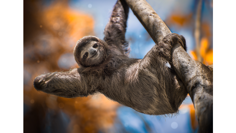 A Happy Sloth hanging from a tree in Costa Rica
