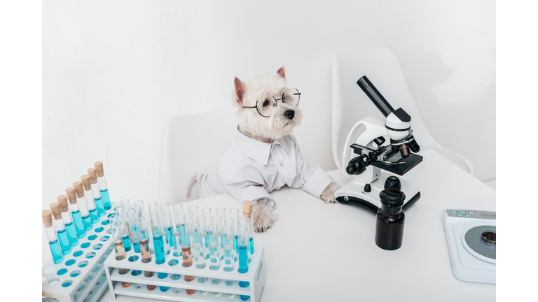 dog with microscope and test tubes