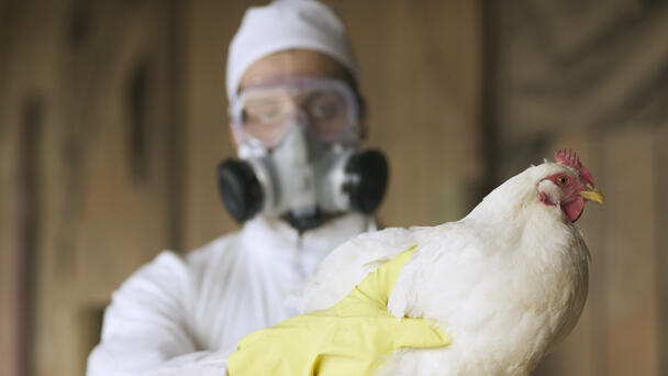 Rare Case of Human Bird Flu Diagnosed in Texas