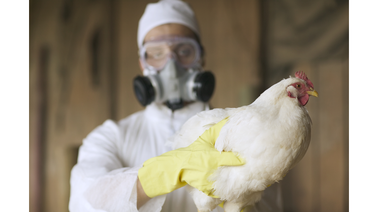 Pandemic: Avian Flu