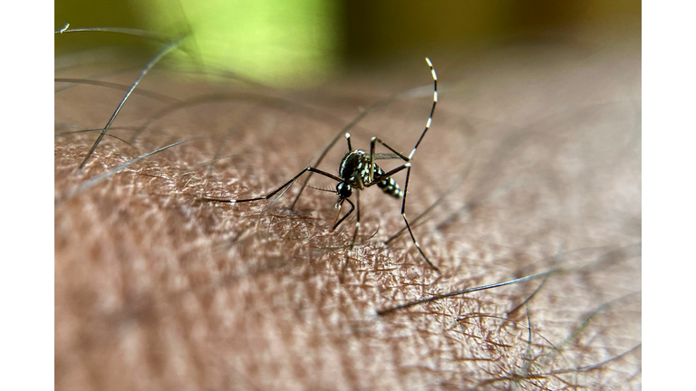 INDIA-ENVIRONMENT-NATURE