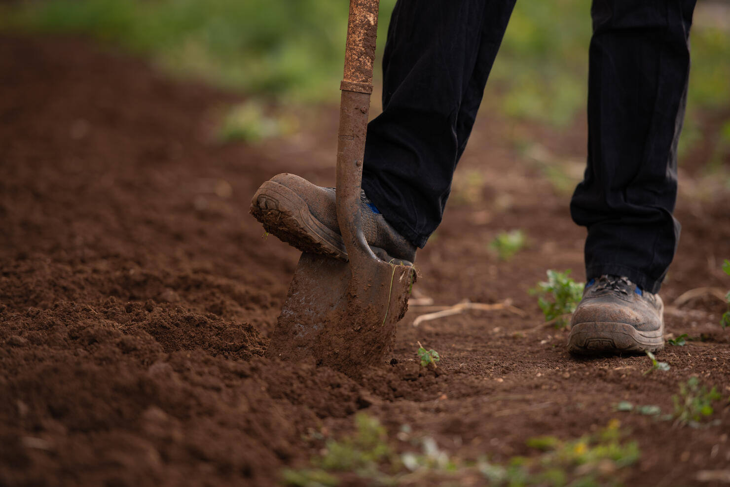 Plowing the land. Digging earth with shove.