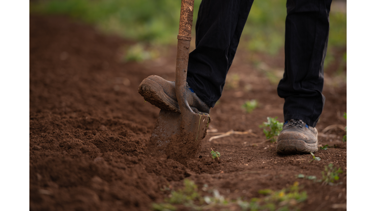 Plowing the land. Digging earth with shove.