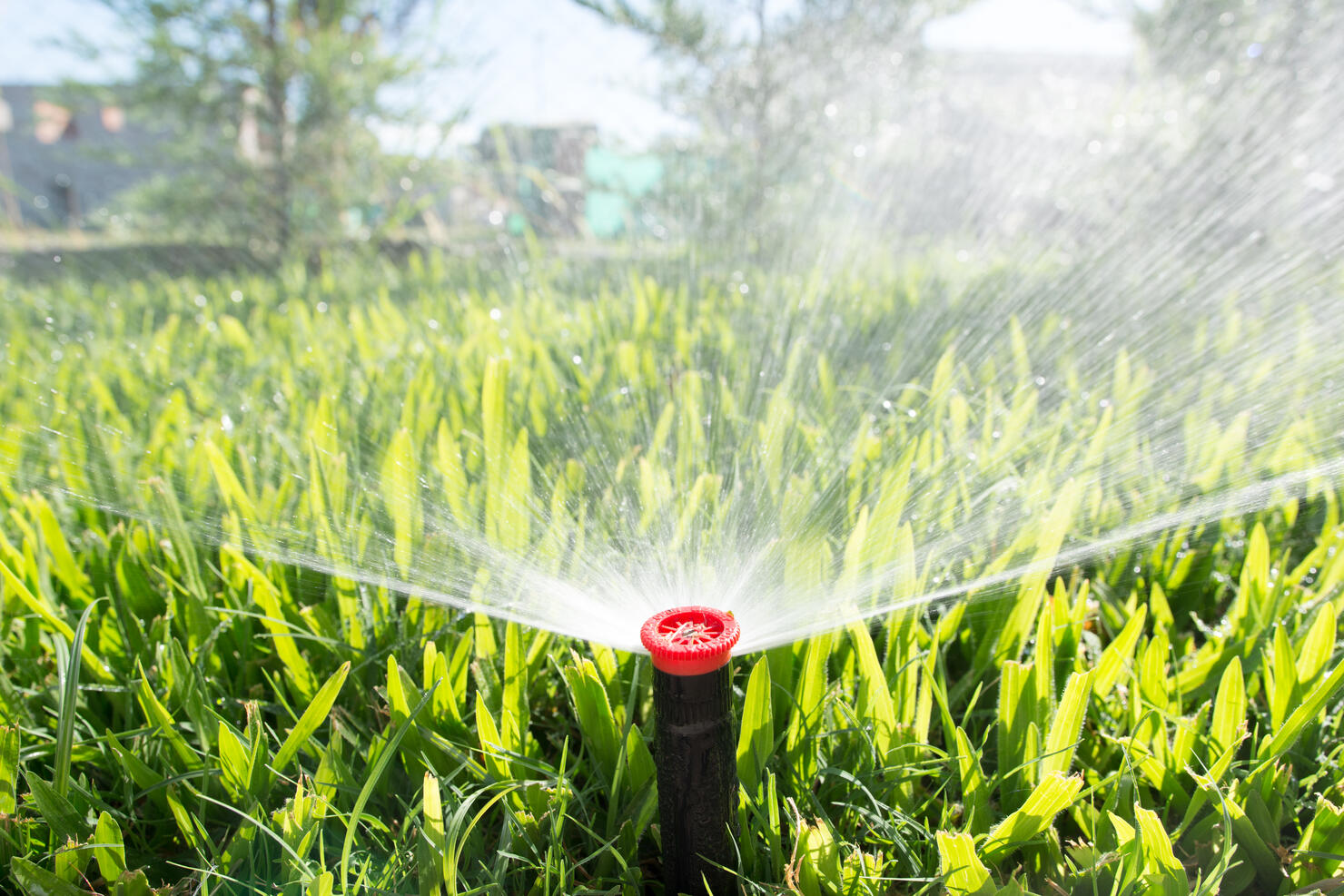 Sprinkler in the garden