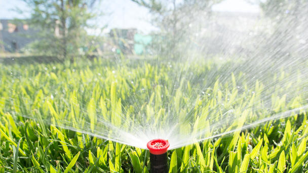Californians Receive A $10,000 Fine For Watering Grass During Water Ban