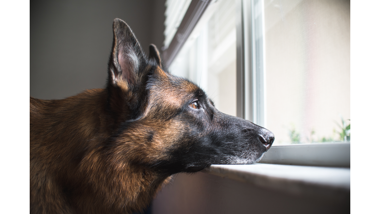 German Sheperd with face on window