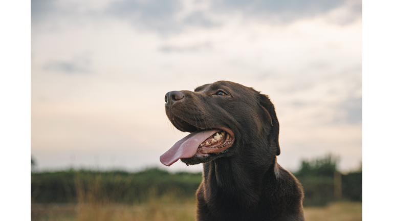 Profile shot of a happy chocolate labrador at sunset