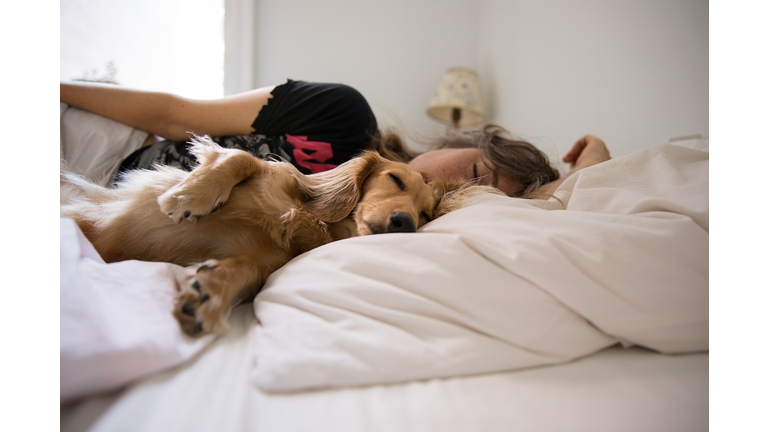 Long haired dachshund sleeping in bed with his human