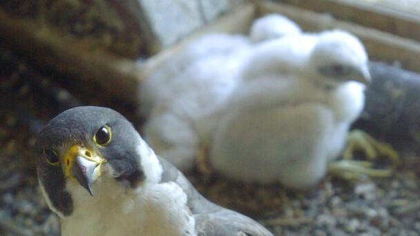 Video:  Providence Falcons Feeding Their Babies 
