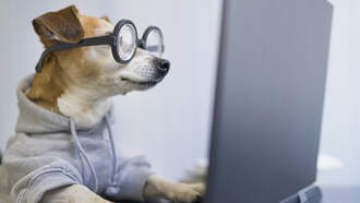 This Is How A 3-Legged Rescue Dog Learned To Take Her Own Photos VIDEO