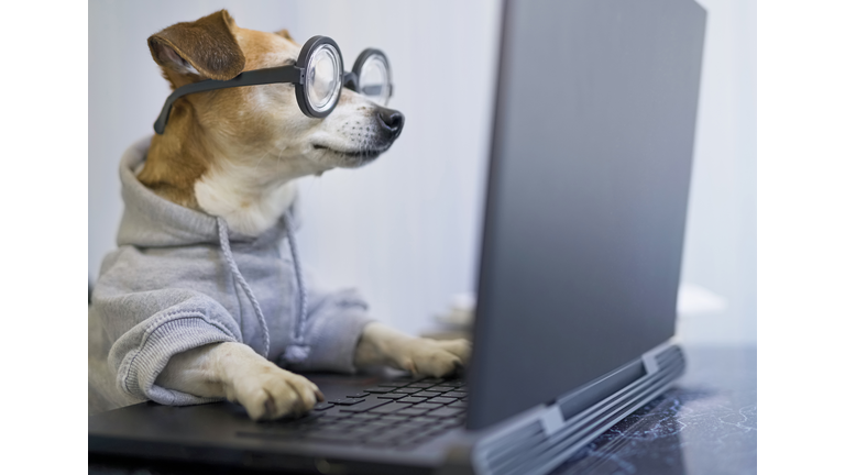 smart concentrated dog is working on project online.