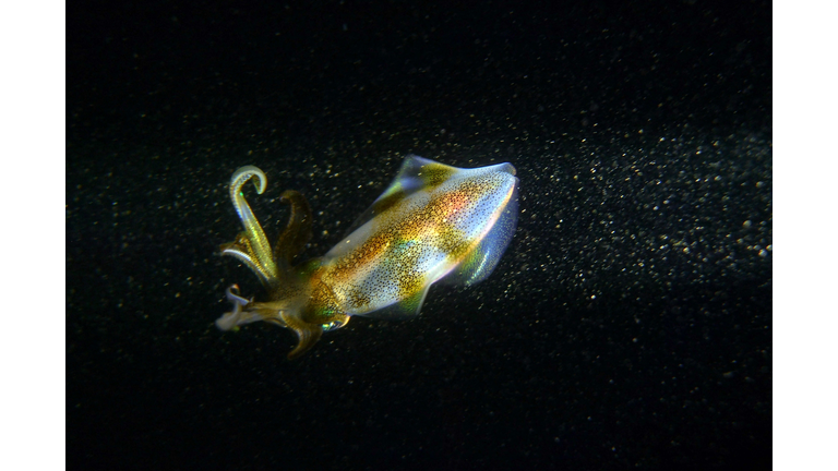 LEBANON-ANIMAL-MARINE-BIOLOGY