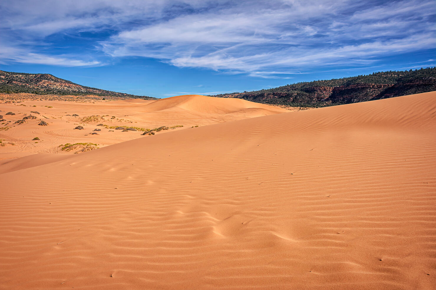 Footprints in the pink coral sand dunes in Coral Pink Sand Dunes State Park, Utah, USA