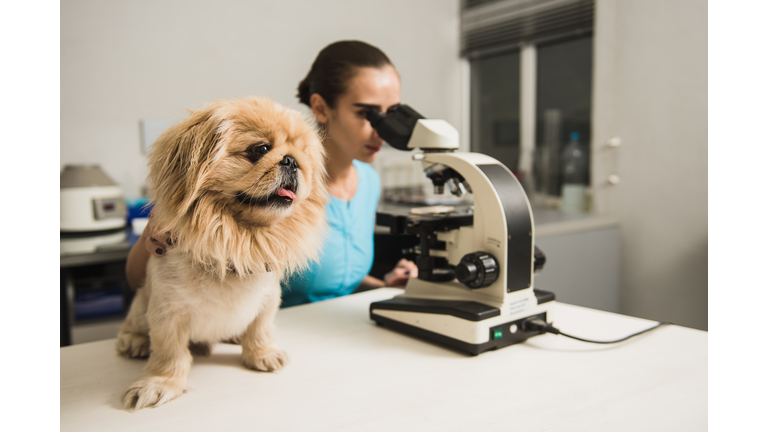 Female vet with microscope