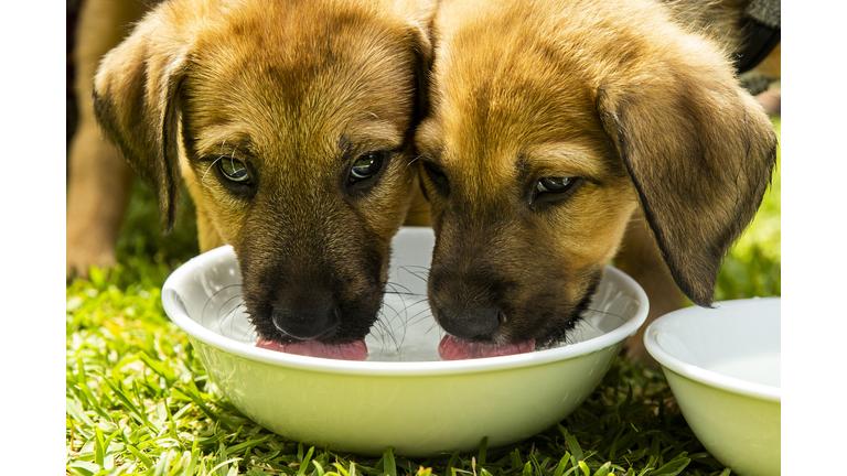 NSW Government Announces Crackdown On Illegal Puppy Factories